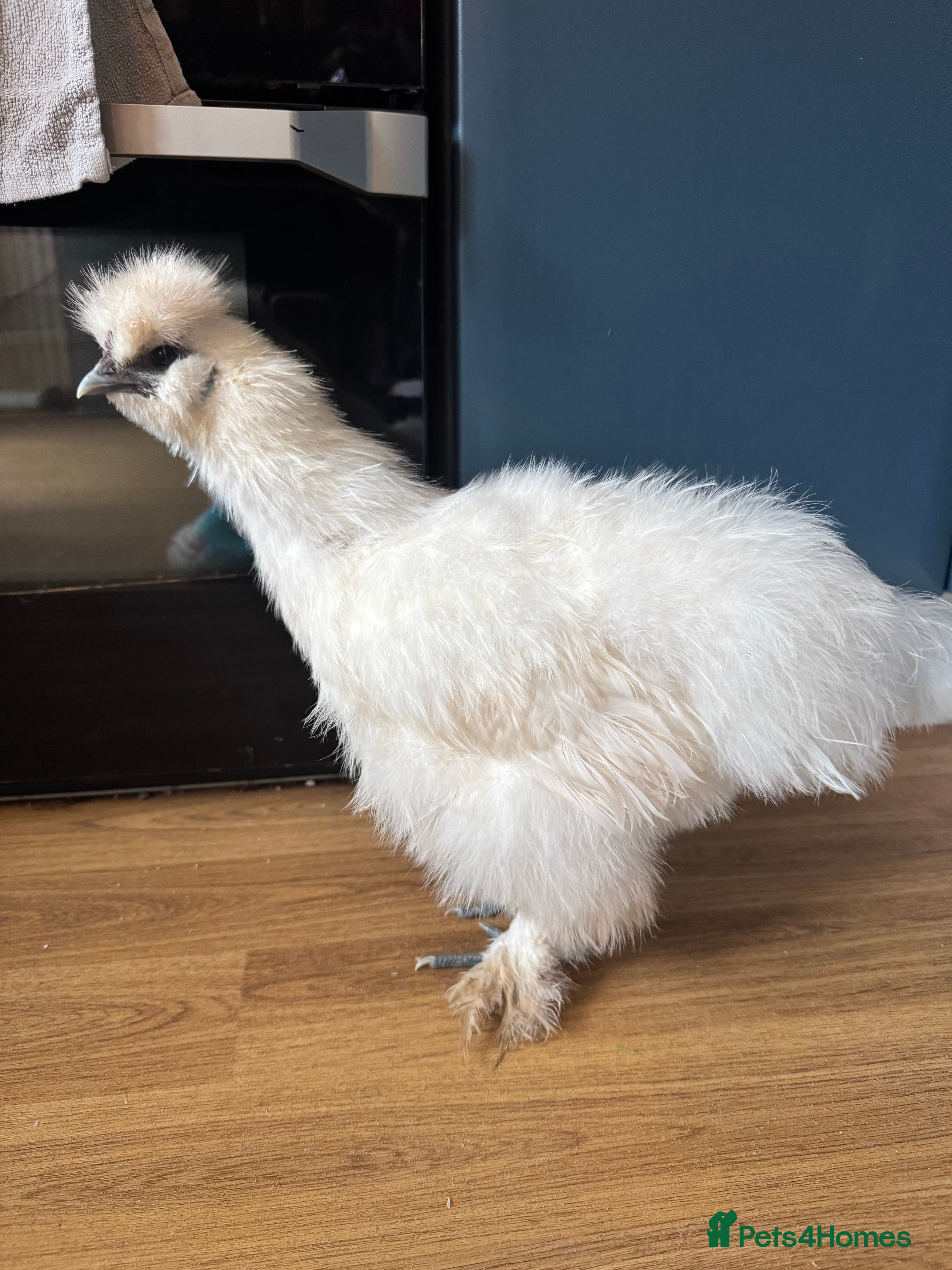 Chickens poultry Silkie cockerel  - Advert 18