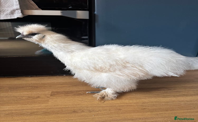 Chickens poultry Silkie cockerel  - Advert 1