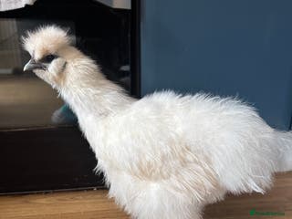 Chickens poultry Silkie cockerel - Advert 17