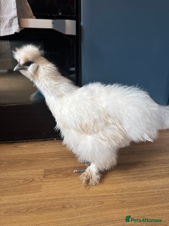 Chickens poultry Silkie cockerel - Advert 1