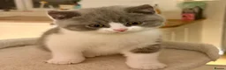 British Shorthair cats for sale: British Shorthair Bi-Colour Kitten Blue & White - Advert 15