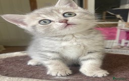 British Shorthair cats for sale: Gorgeous pure breed colour point and golden kitten - Image 3
