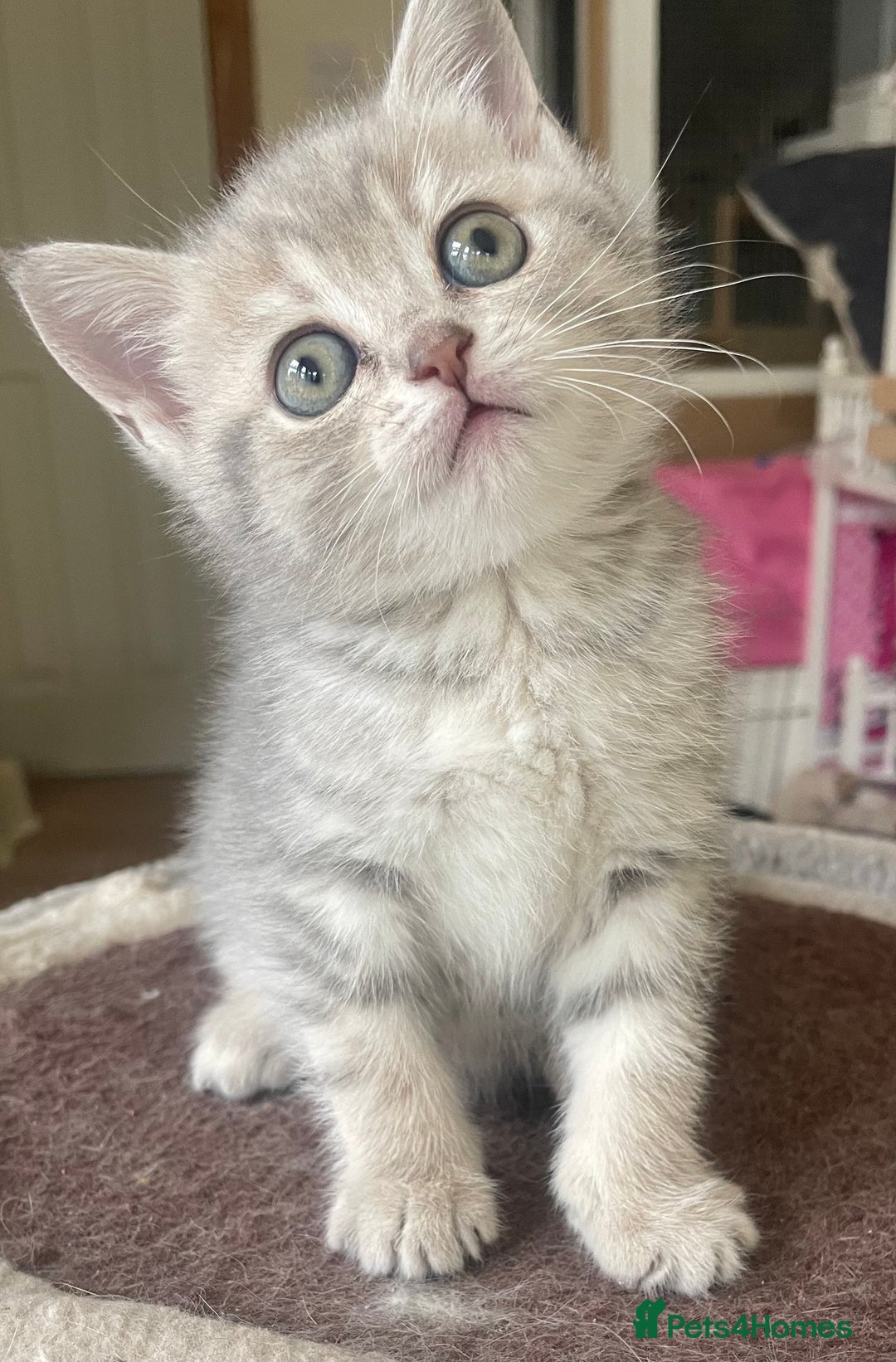 British Shorthair cats for sale: Gorgeous pure breed colour point and golden kitten - Image 3