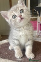 British Shorthair cats - Advert 10