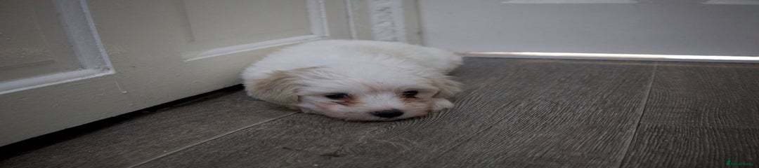Maltese Puppy 2