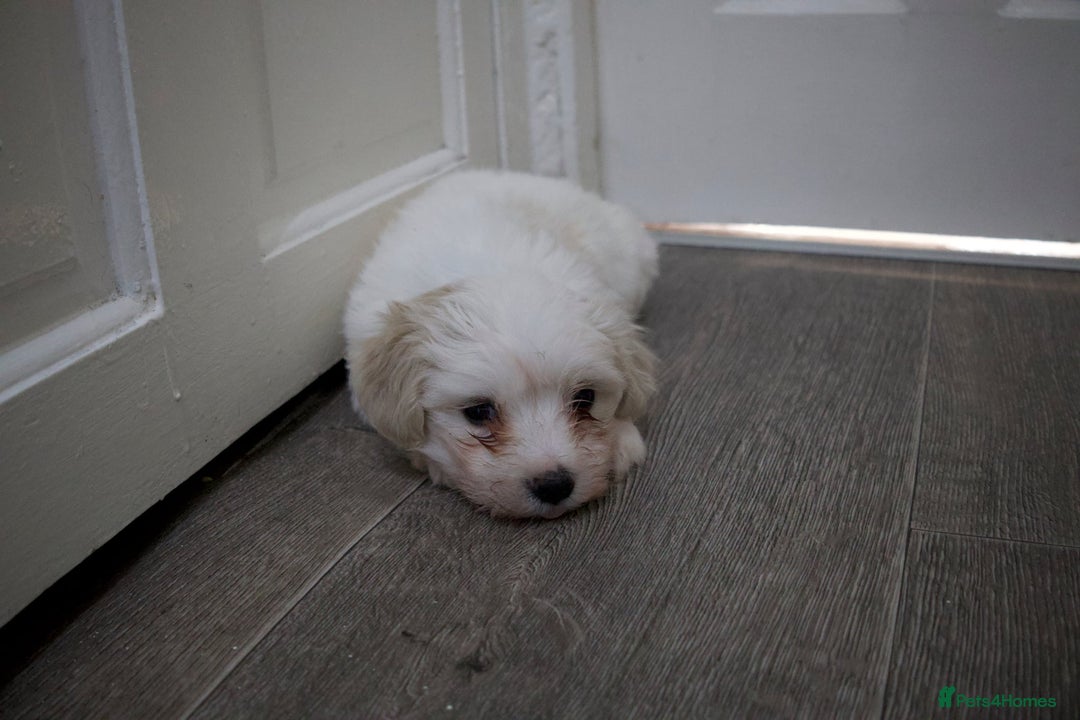 Maltese dogs for sale: Adorable maltese 3boys and 3 girls - Image 15