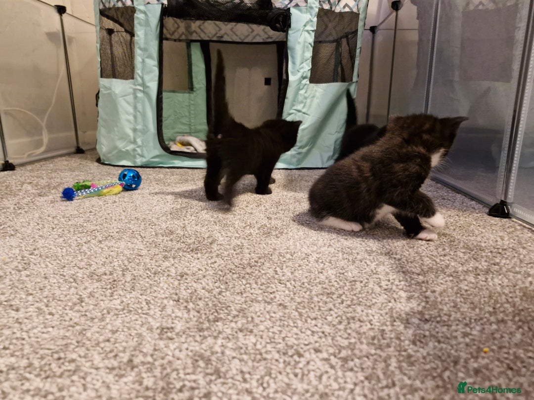 Domestic Shorthair cats for sale: Domestic shorthair/medium hair kittens - Image 9