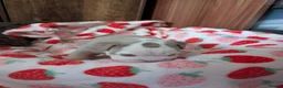 Mixed Breed dogs for sale: New English bulldog  in Perth - Advert 7