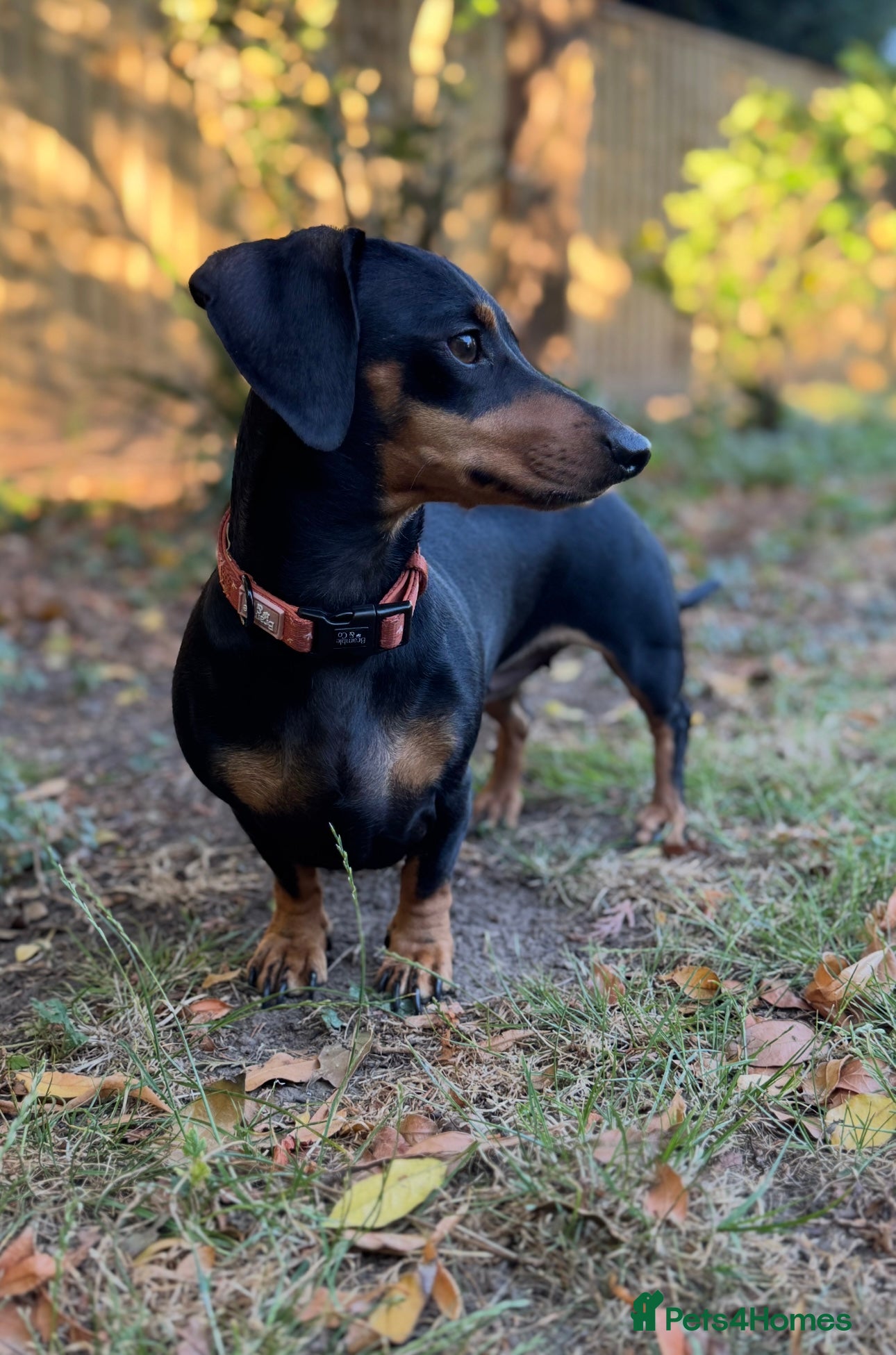 Miniature Dachshund dogs Miniature dachshund puppies due 8th Jan - Advert 4