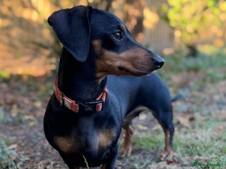 Miniature Dachshund dogs Miniature dachshund puppies due 8th Jan - Advert 1