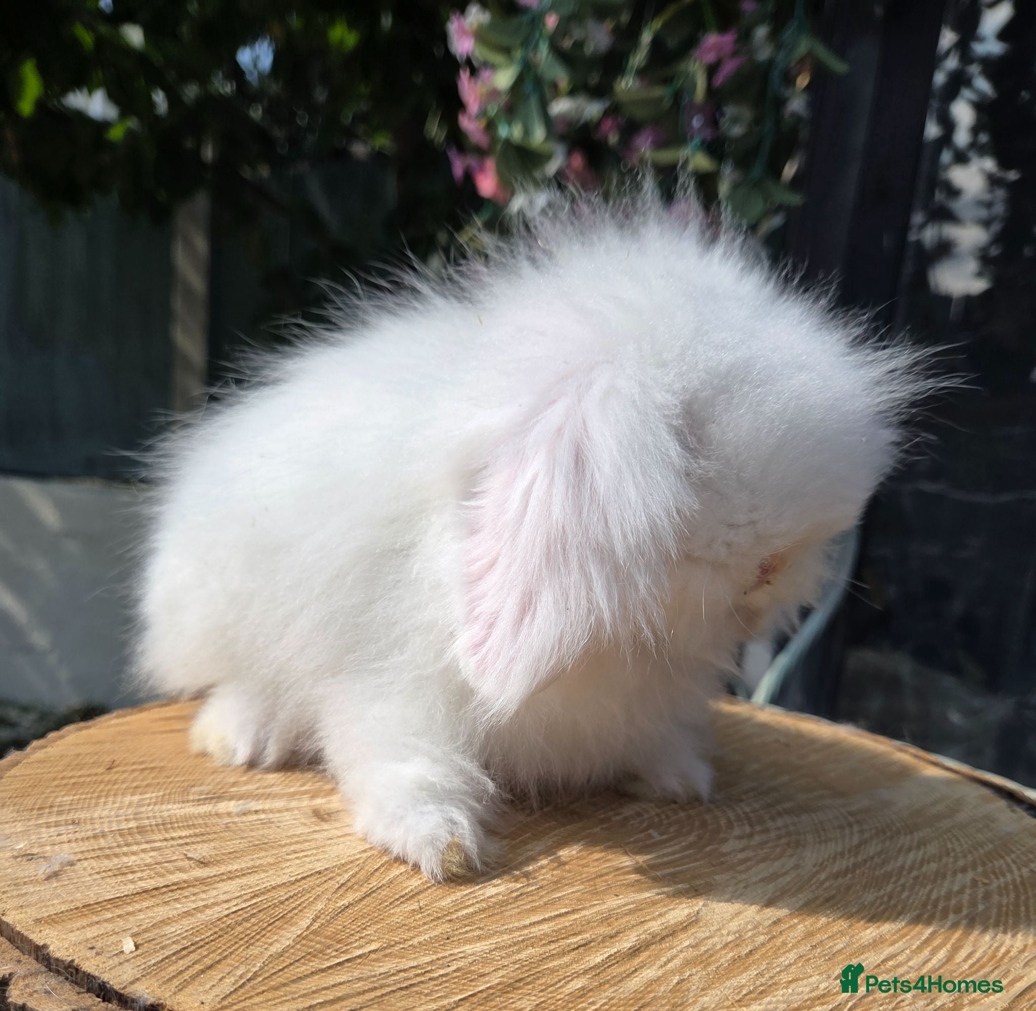 Angora rabbits Teddywidders super fluffy  last boy ready now - Advert 9