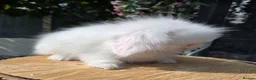 Angora rabbits for sale: Teddywidders super fluffy  ready to go now - Advert 13