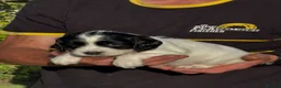 English Springer Spaniel dogs for sale: English Springer Spaniel puppies for sale. - Advert 18
