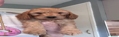 Cockapoo 5
