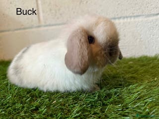 Mini Lop rabbits Stunning Mini Lop babies - Advert 1