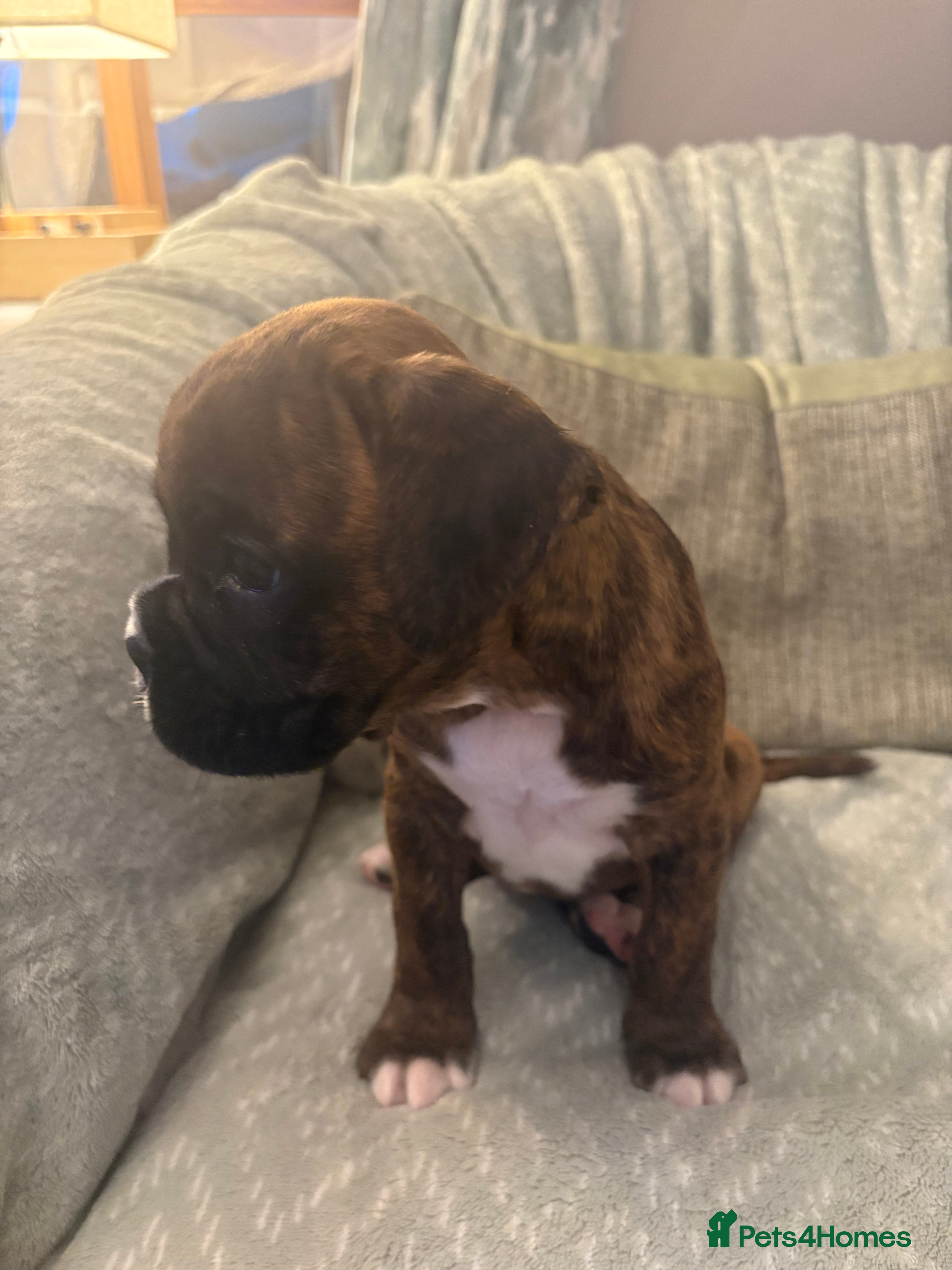 Boxer dogs READY NOW. LAST GIRL 🐶  - Advert 2