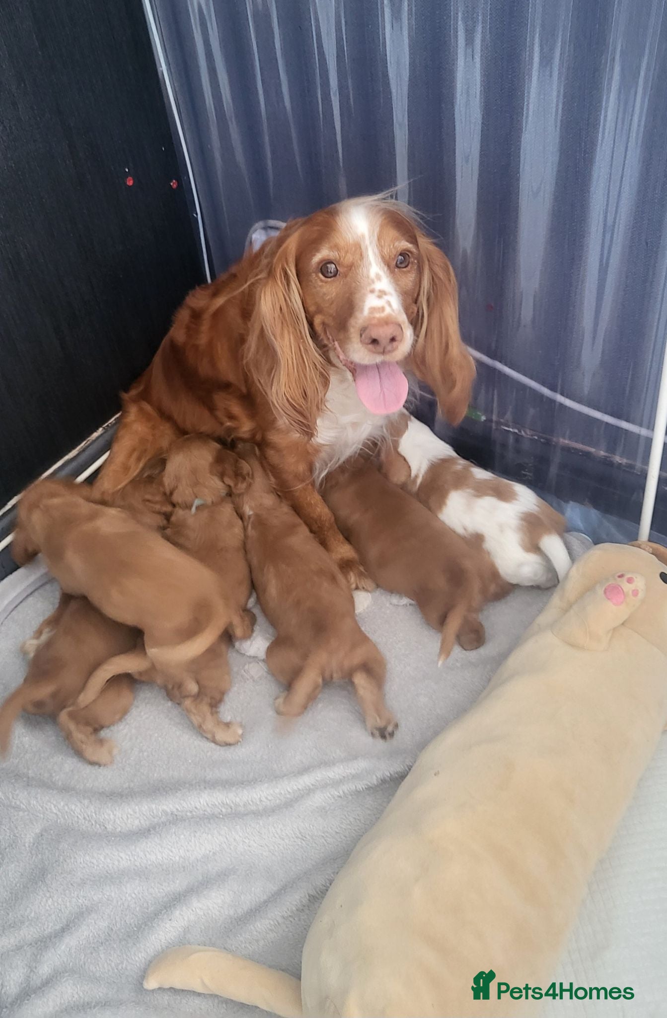 Cocker Spaniel dogs Beautiful working / show cocker spaniel puppies - Advert 1