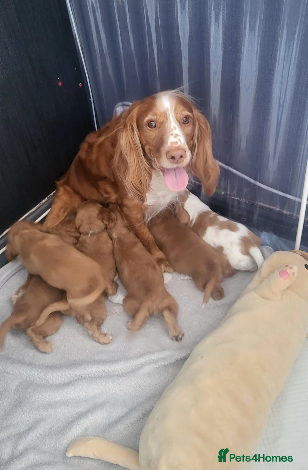 Cocker Spaniel dogs for sale: Beautiful working / show cocker spaniel puppies - Advert 1