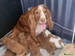 Cocker Spaniel dogs for sale: Beautiful working / show cocker spaniel puppies - Advert 1