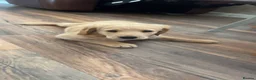 Goldador dogs for sale: Goldador female  in Norwich - Advert 6