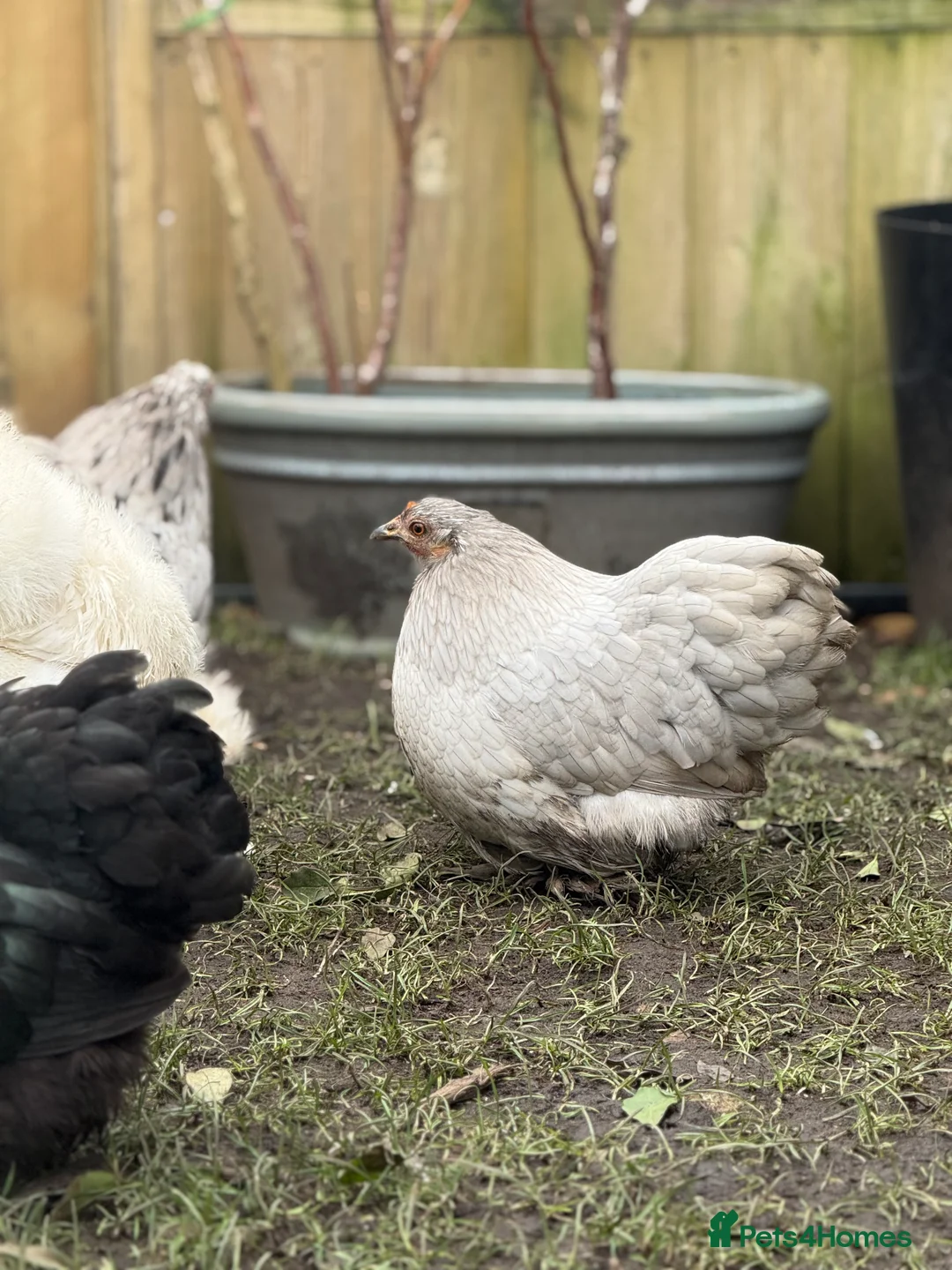 Chickens poultry for sale: Pekin bantam lavender  - Advert 10