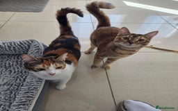 Mixed Breed cats for sale: Free to a good home  - Image 1