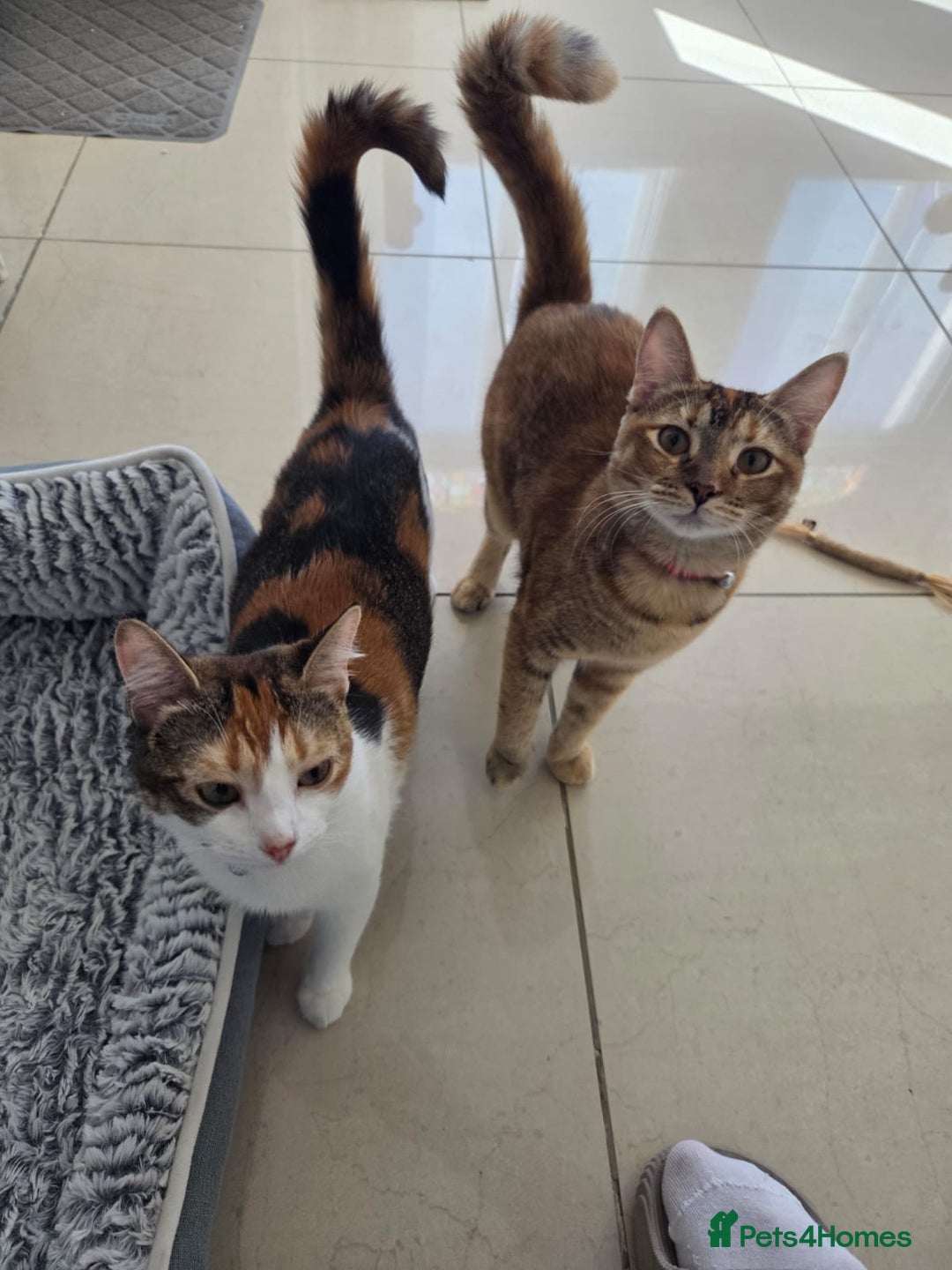 Mixed Breed cats for sale: Free to a good home  - Image 1