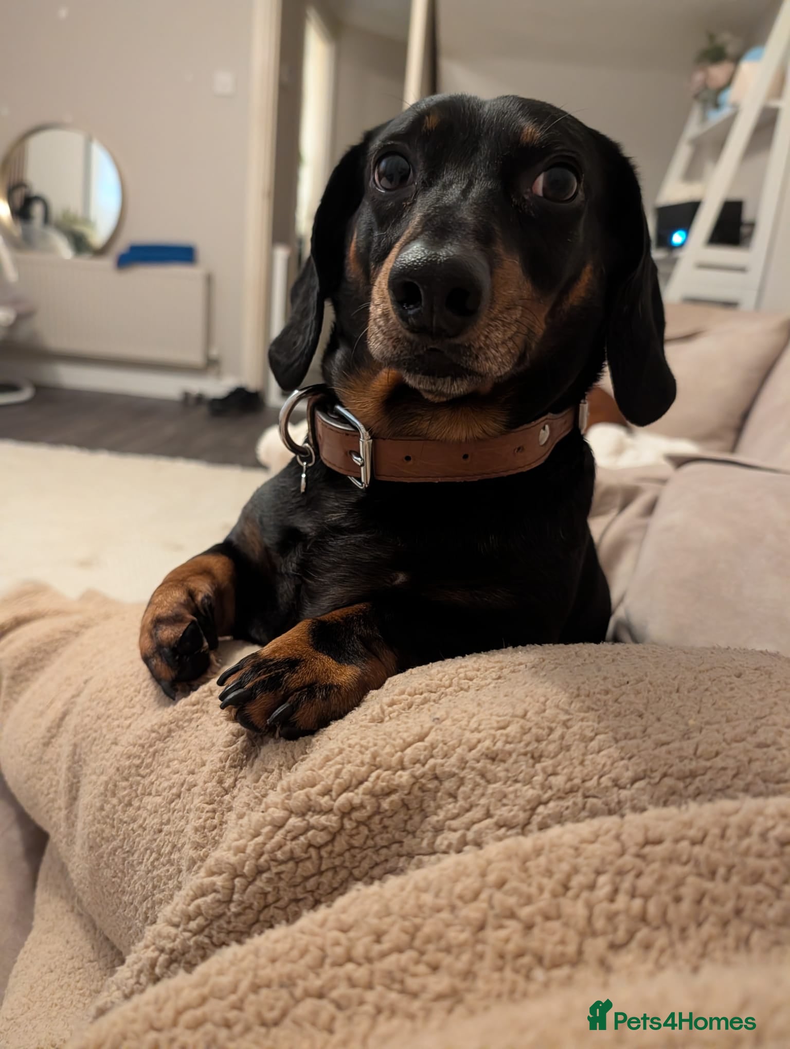 Dachshund dogs PIP MALE DACHSHUND  - Advert 1