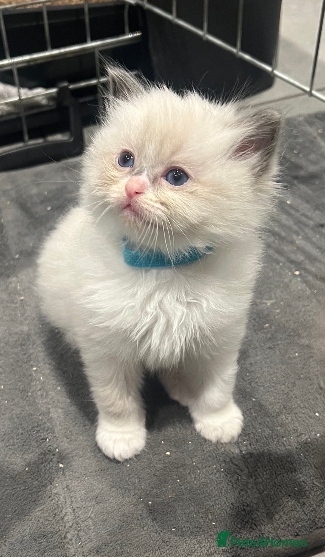 Ragdoll cats for sale: 🩷5 Blue Bi-colour Ragdoll girls🩷 - Advert 4