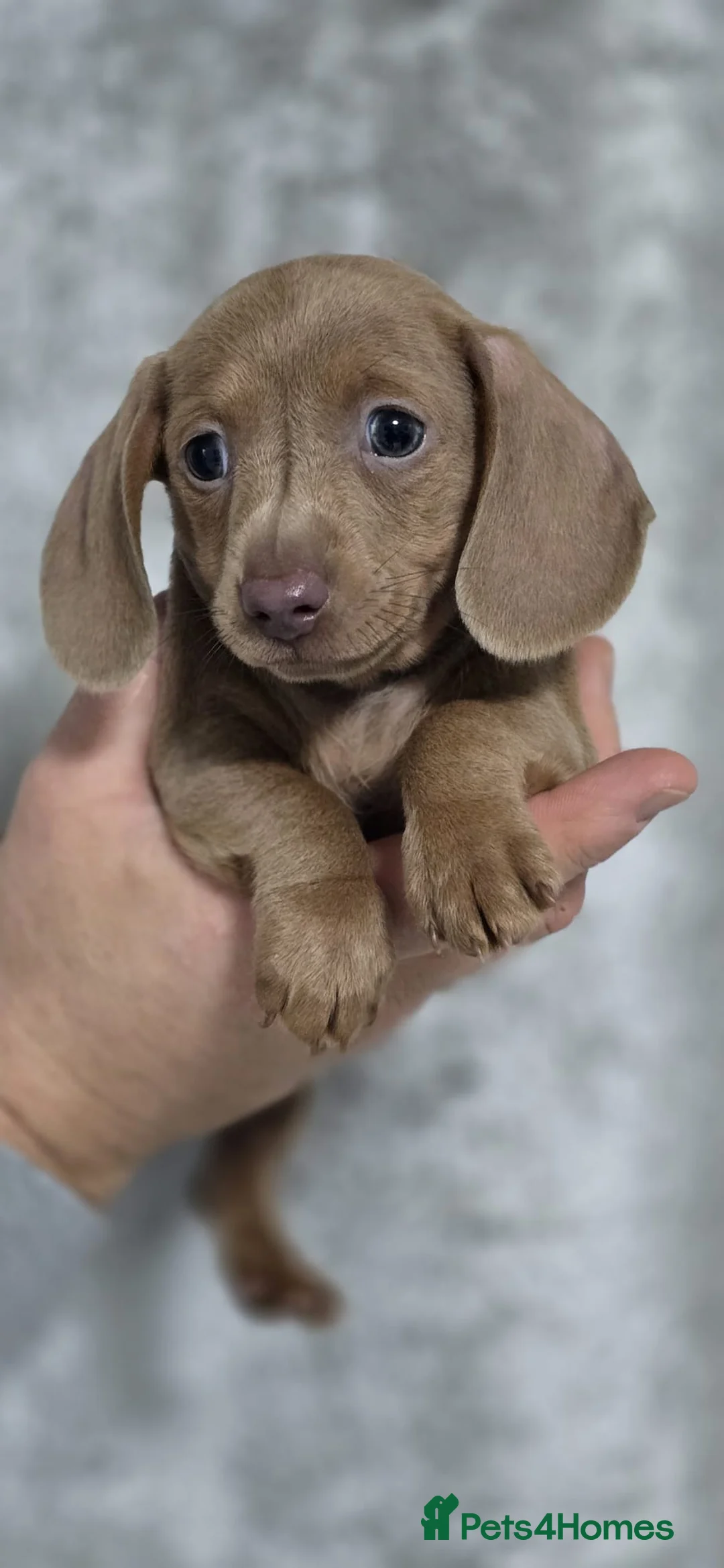 Dachshund dogs for sale: Beautiful miniature Dachshund puppies - Advert 9