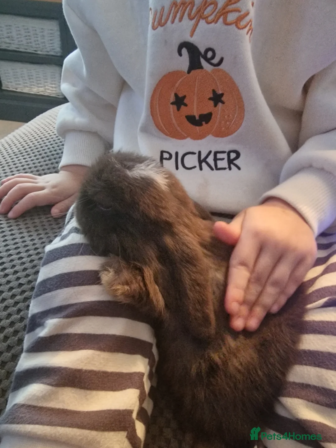 Mini Lop rabbits for sale: Baby mini lop bunnies 🐰  - Advert 13