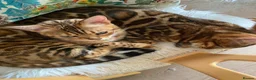 Bengal cats for sale: Bengal kittens  in Calne - Advert 1