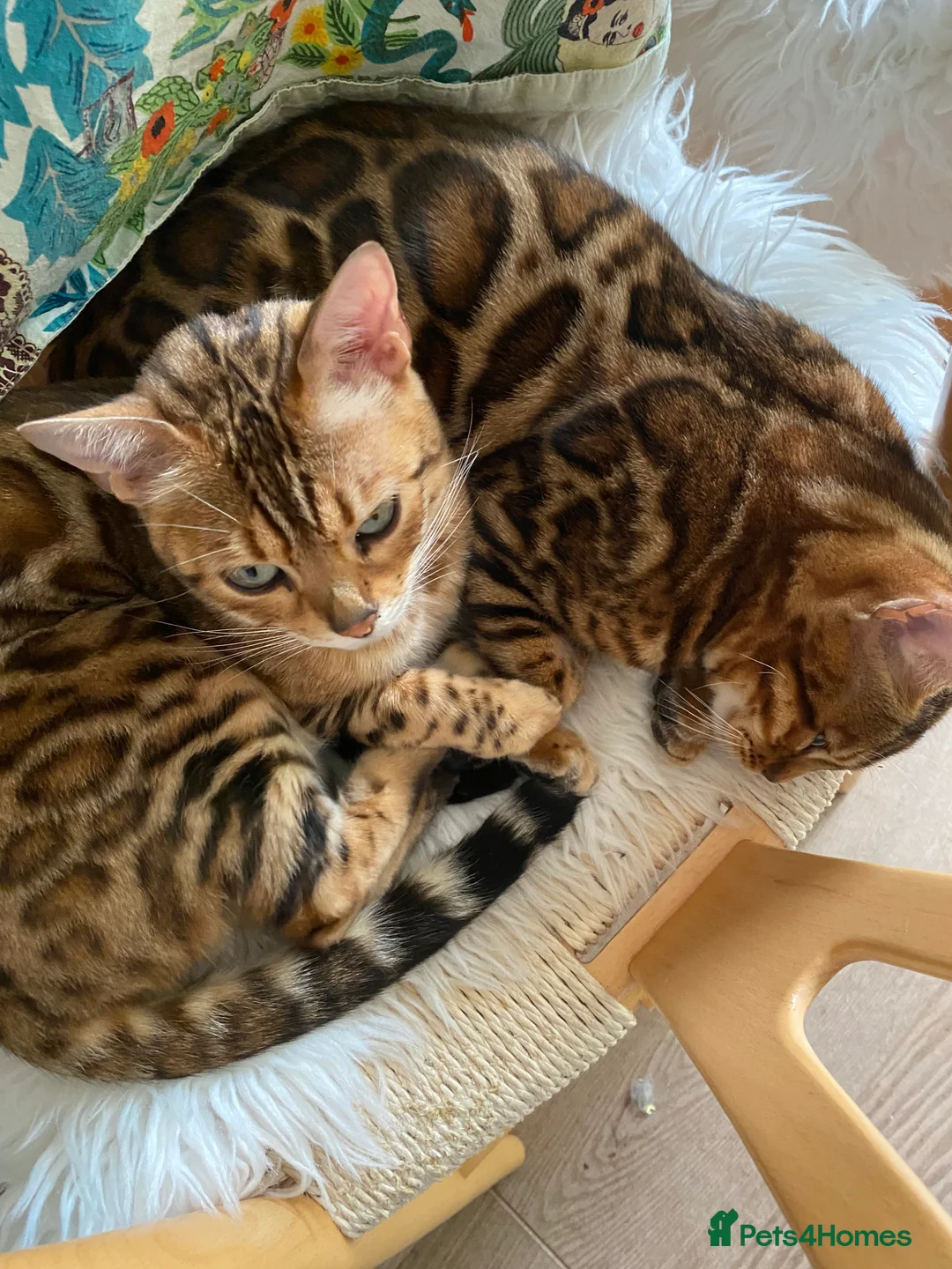Bengal cats for sale: Bengal kittens  in Calne - Advert 1