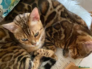 Bengal cats Bengal kittens in Calne - Advert 3