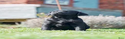 Labrador Retriever dogs for sale: KC Reg, FtCh, chunky confident Black Lab pups - Advert 7