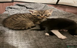 Mixed Breed cats for sale: Lovely ready to go kittens - Image 5