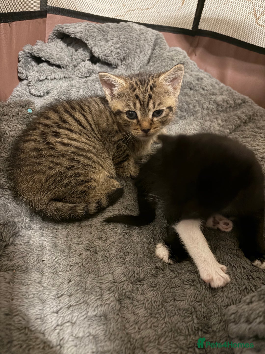 Mixed Breed cats for sale: Lovely ready to go kittens - Image 5