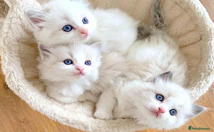 Ragdoll cats - Advert 2
