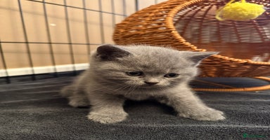 Scottish Fold cats - Advert 15