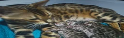 Bengal cats for sale: TICA Registered Bengal Kittens - Advert 2