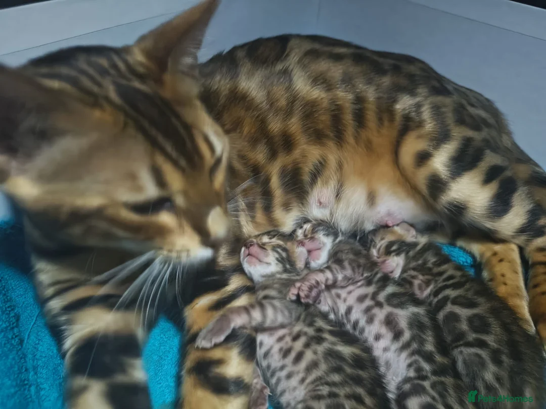 Bengal cats for sale: TICA Registered Bengal Kittens - Advert 2