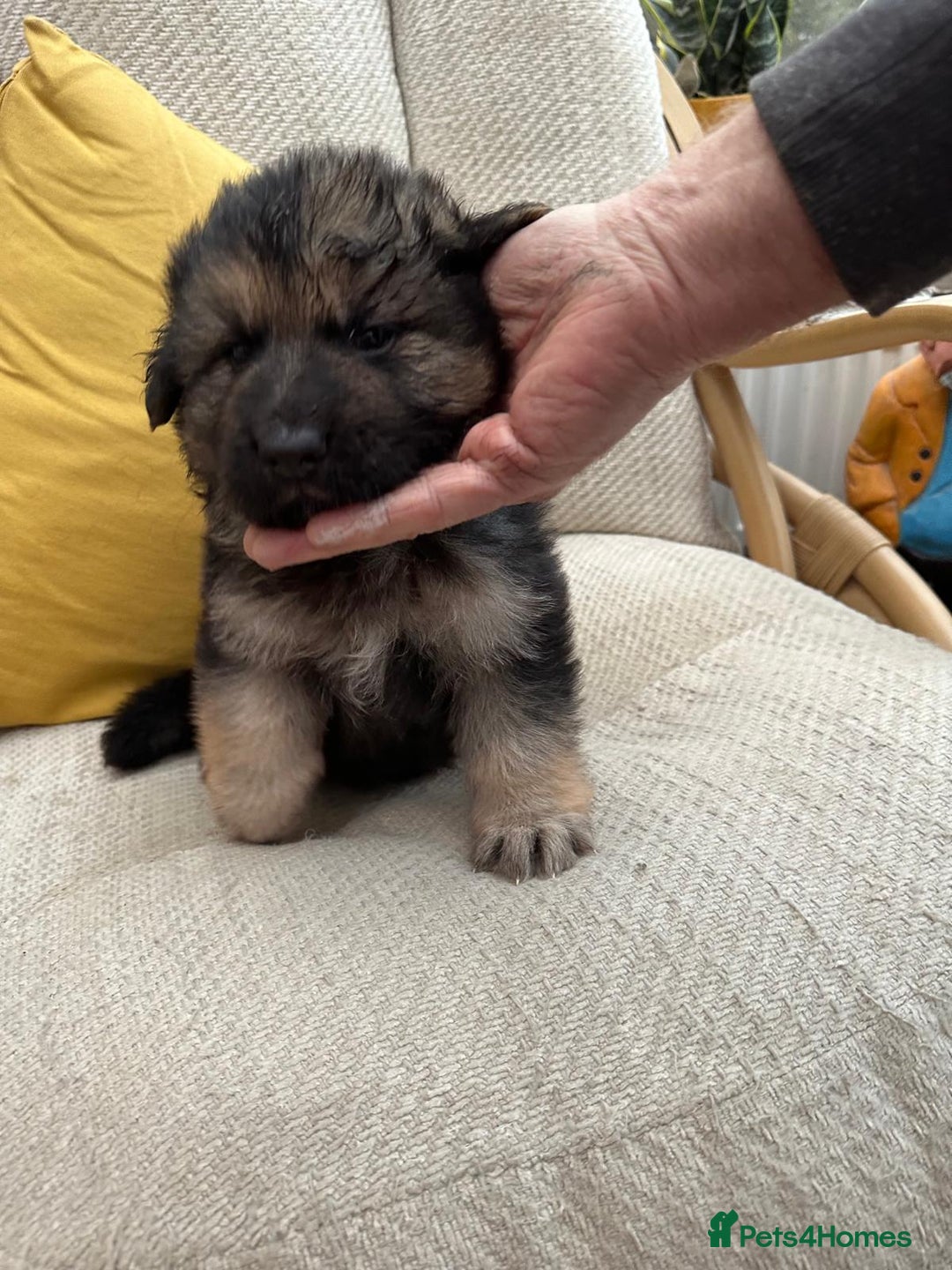 German Shepherd dogs for sale: GSD puppies - Advert 5