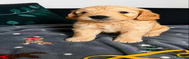 Mixed Breed 4