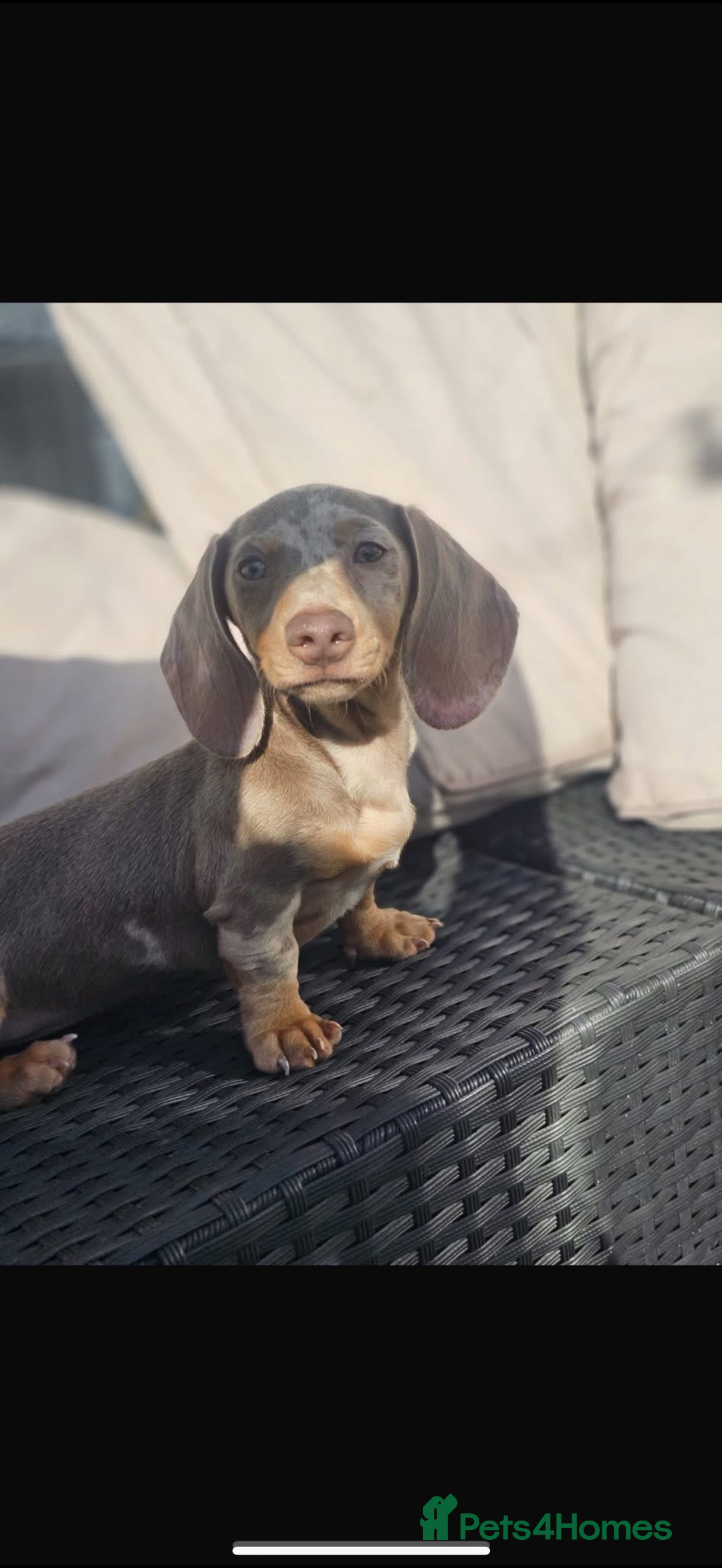 Miniature Dachshund dogs for sale: 2 beautiful miniature dachshunds in Willenhall - Image 1