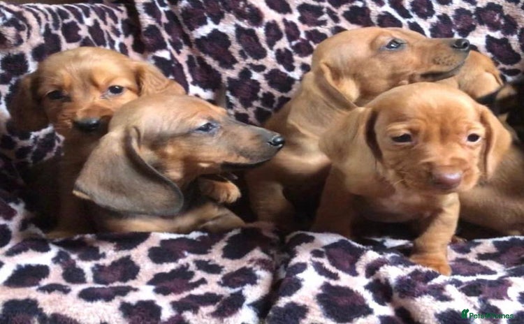 Miniature Dachshund dogs - Advert 6