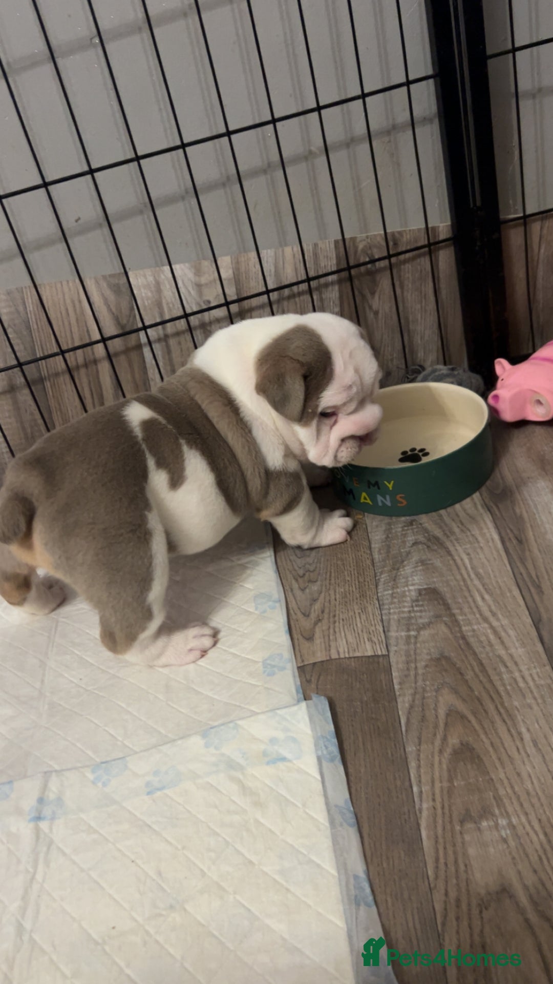 English Bulldog dogs for sale: Last Female English bulldog puppy  - Advert 22