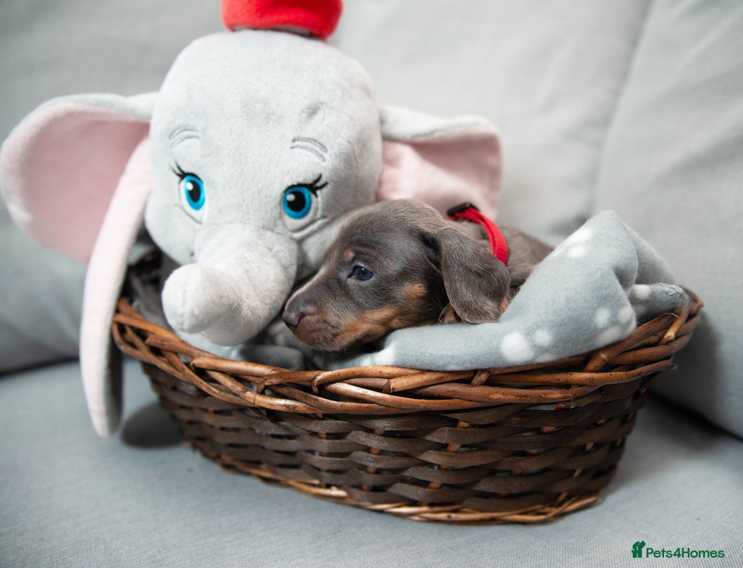 Miniature Dachshund dogs for sale: Miniature smooth haired dachshund - Image 8