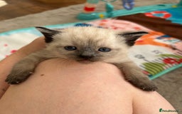 Mixed Breed cats for sale: Mixed breed kitten  - Image 4
