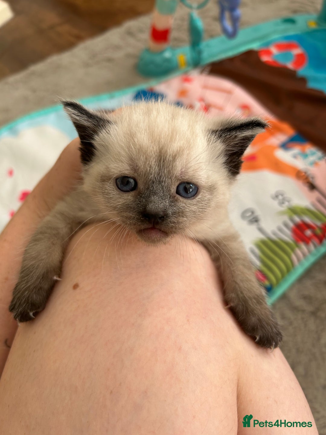Mixed Breed cats for sale: Mixed breed kitten  - Image 4