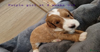 Australian Labradoodle dogs - Advert 11